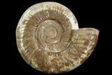 Perisphinctes Ammonite - Jurassic #90464-1